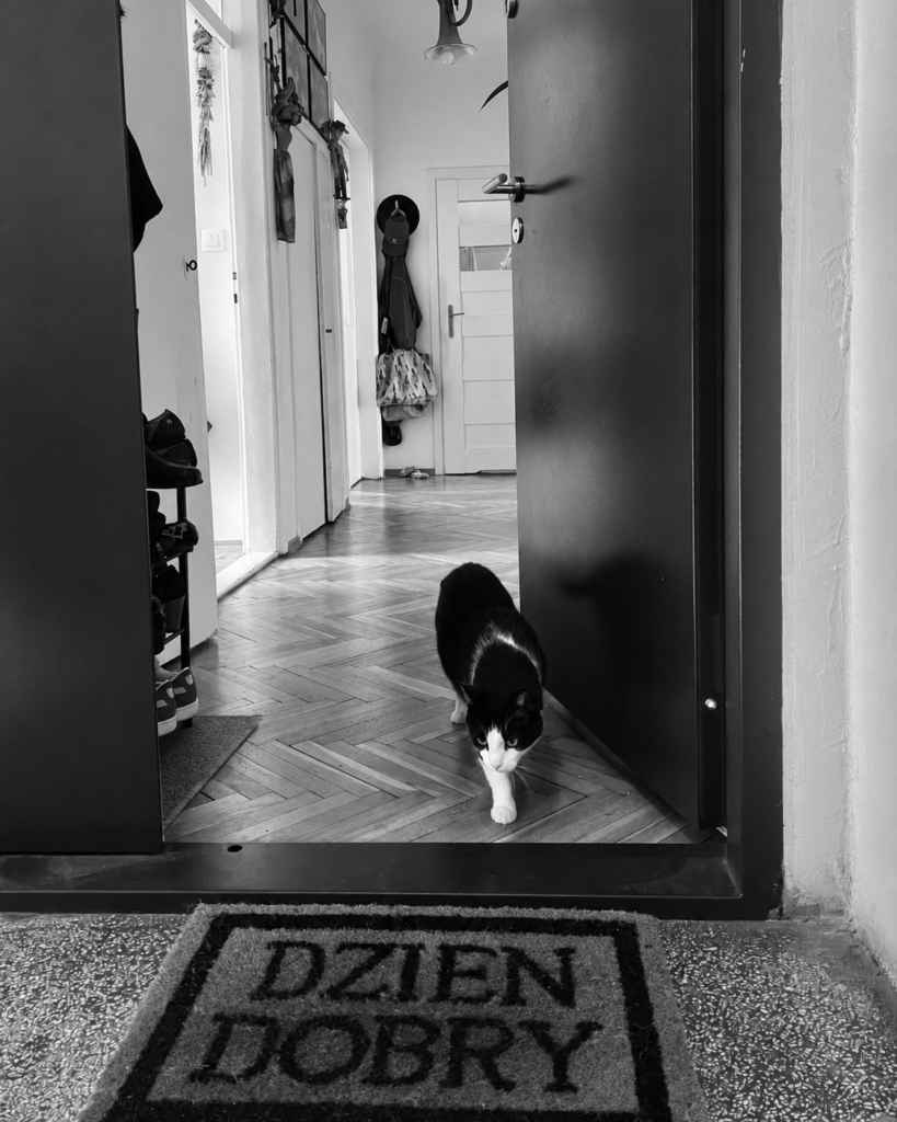 A cat welcoming visitors at the open door of a lived-in Warsaw home in Kamionek